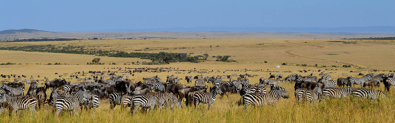wildlife in Maasai Mara Reserve Kenya