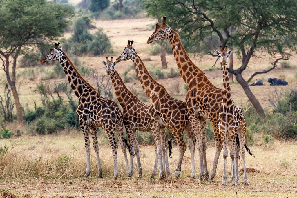 Best Animal  Species to spot on a Kenya Safari