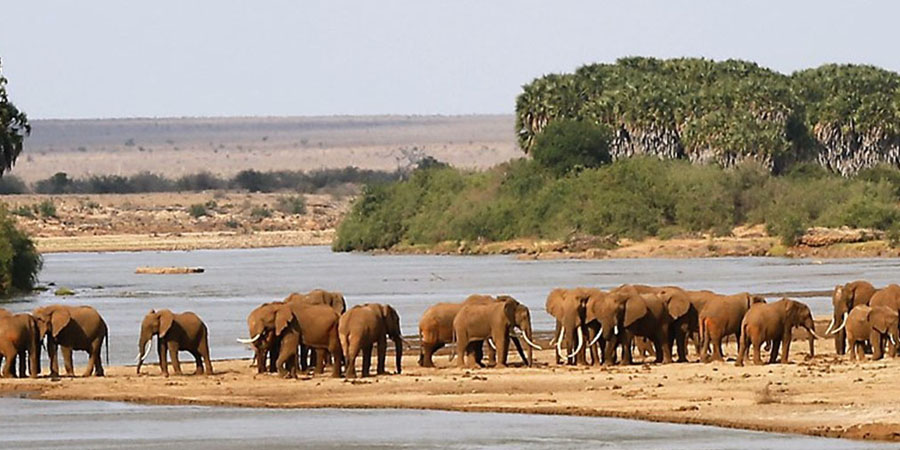 5 days Kenya Elephant Safari