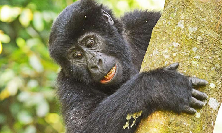 Bwindi Gorilla Trekking tours