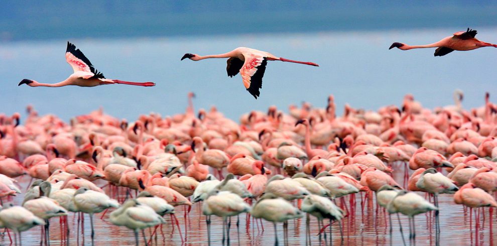 7 Day best of Samburu National reserve, Lake Nakuru national park & Masai Mara national reserve Safari