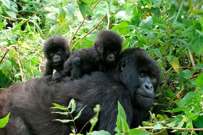 3 Day Gorilla Trekking in Uganda