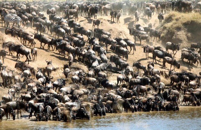 Reasons to why Kenya Safaris are Interesting