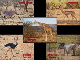 Samburu National Reserve wildlife