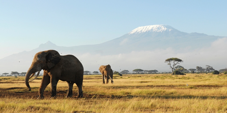 8 days Luxury flying safari to Amboseli national park, Samburu national reserve & Maasai Mara national reserve