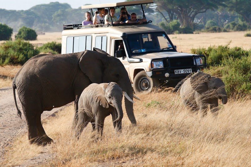 What is the Best Safari in Kenya