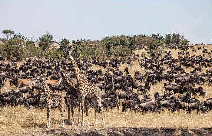 Fascinating facts to know about Great Wildebeest Migration