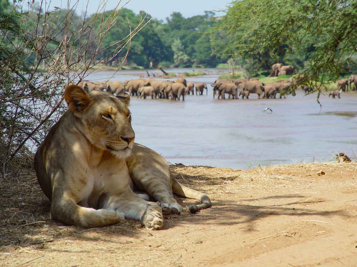Animals inn Samburu National Reserve