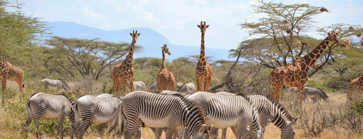 What Samburu National Reserve Known For
