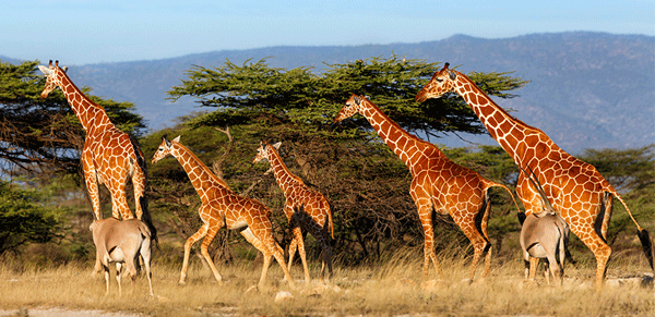 5 days Maasai Mara and Samburu budget safari