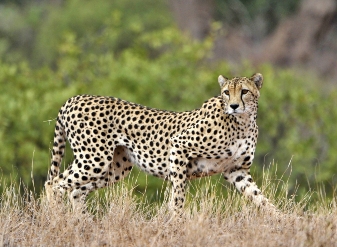 The Big 9 in Samburu National Reserve