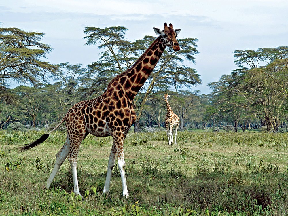 Lake Nakuru National Park Giraffe