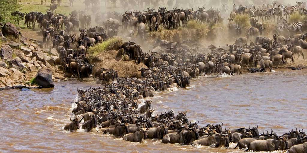 Wildebeest migration safari in Maasai Mara National Reserve