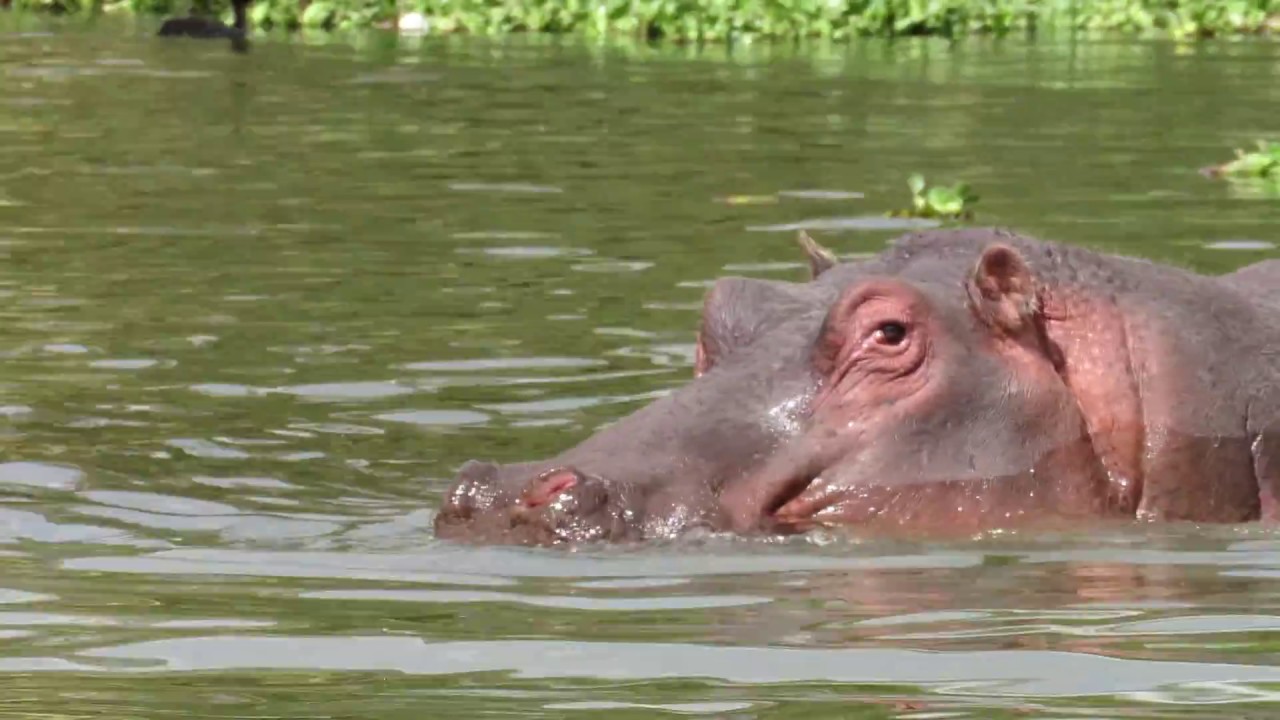 Hippo point wildlife Conservancy