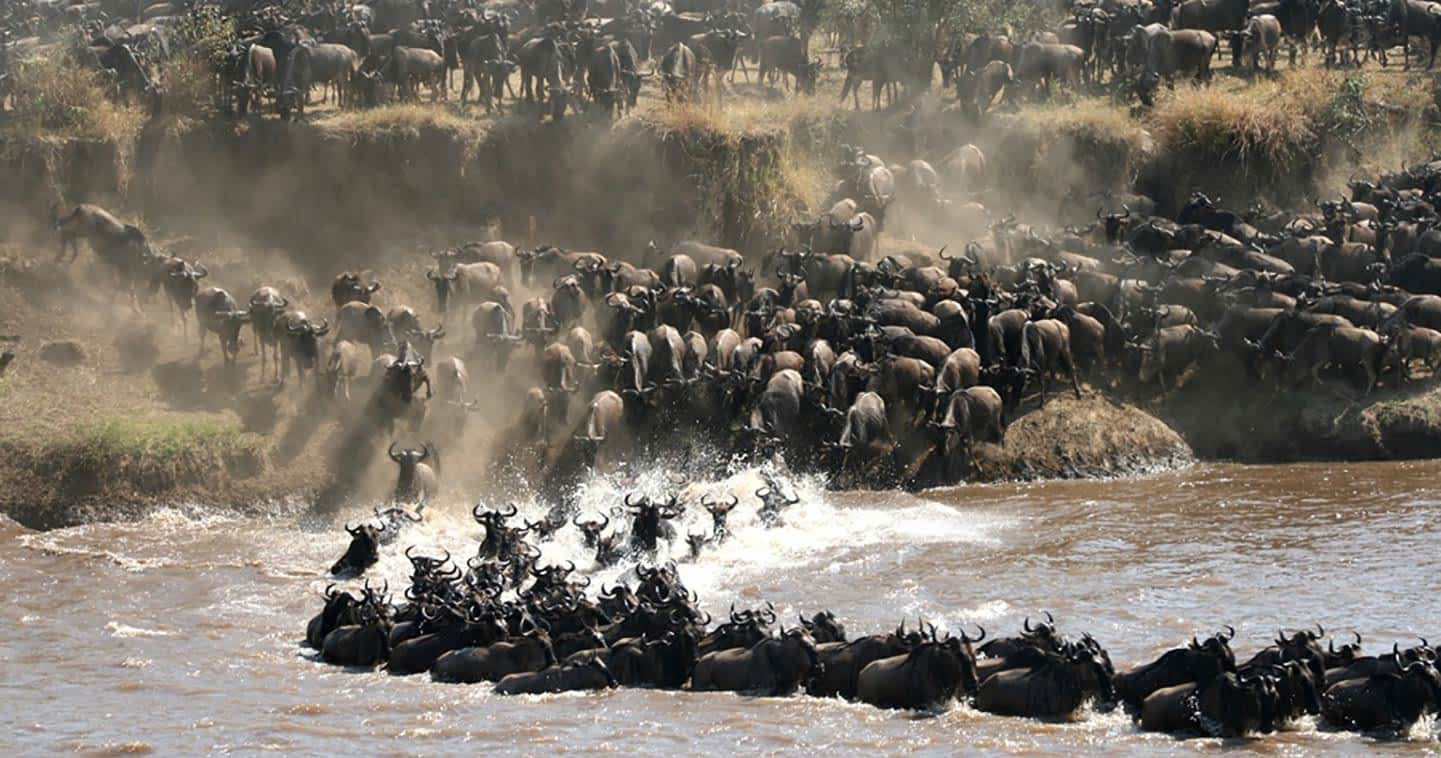 African Wildlife Migration