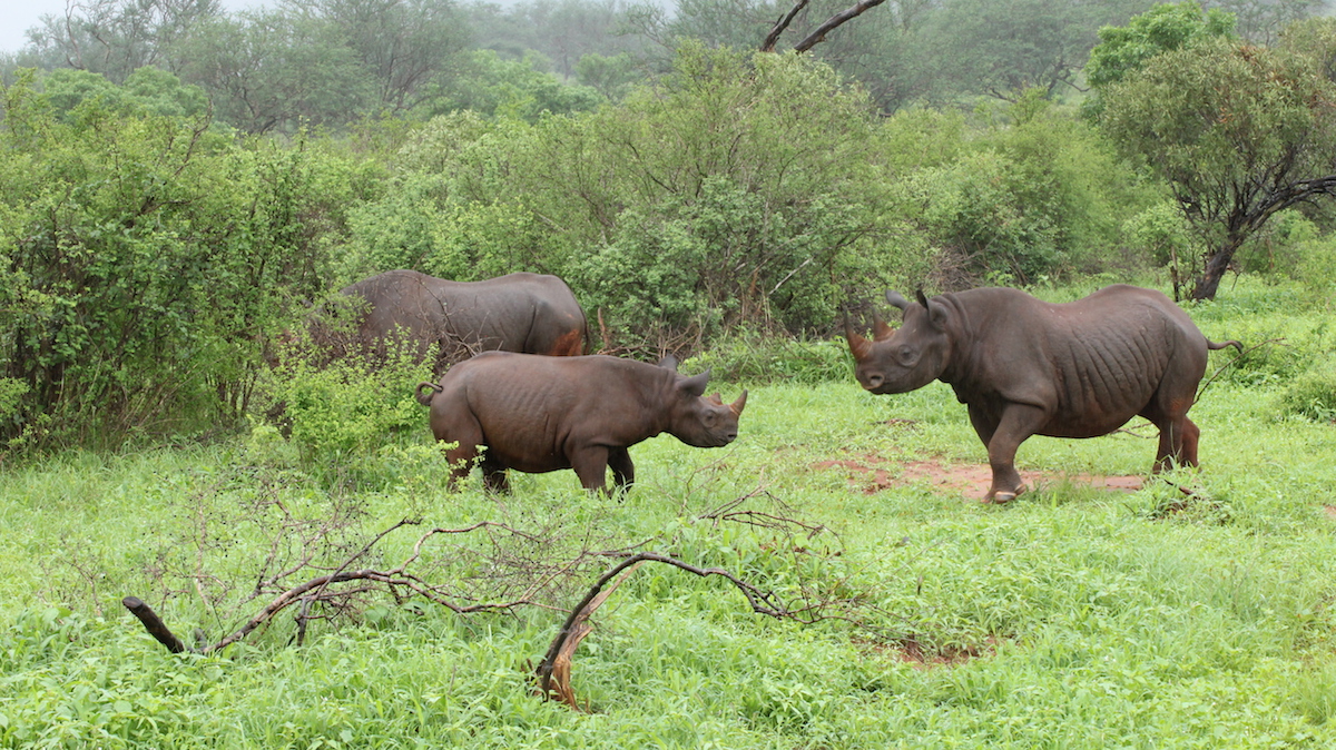 Ngulia Rhino Sanctuary