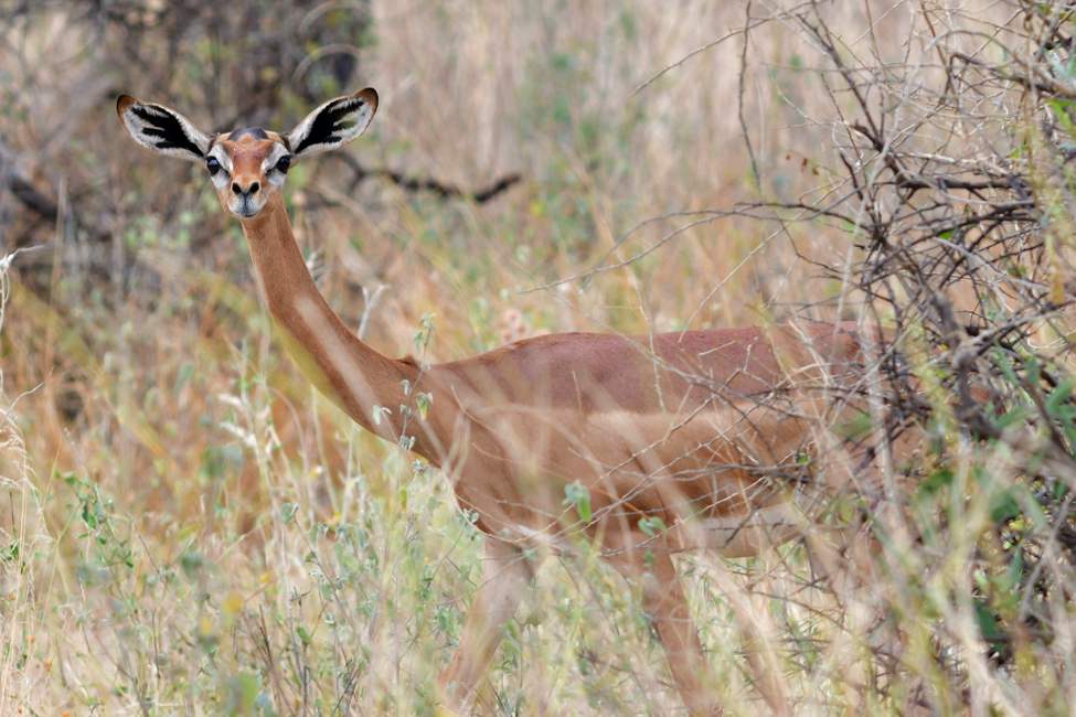 Long-Necked Antelope
