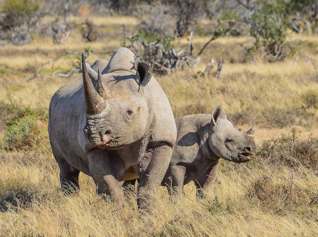 Tracking Black Rhinos in Samburu National Reserve