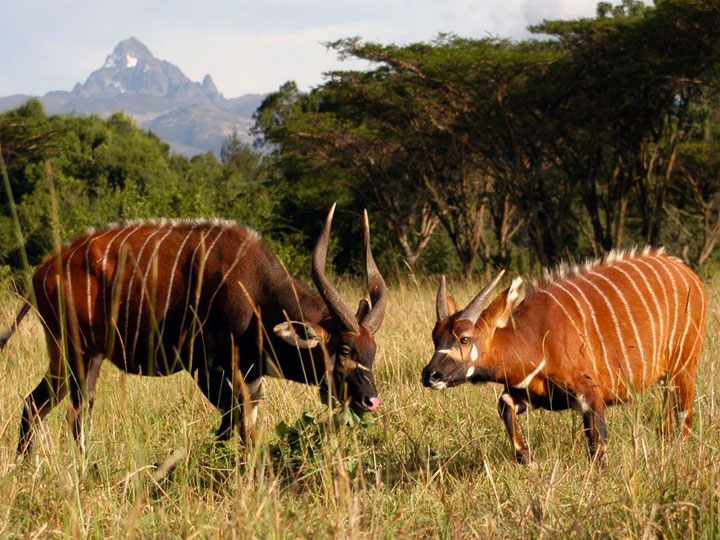 Shaba National Reserve Animals