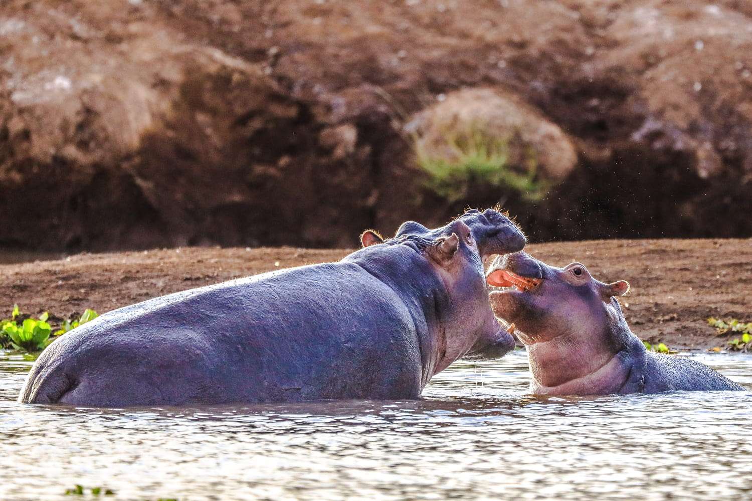 1 Day Tsavo West safari from Nairobi
