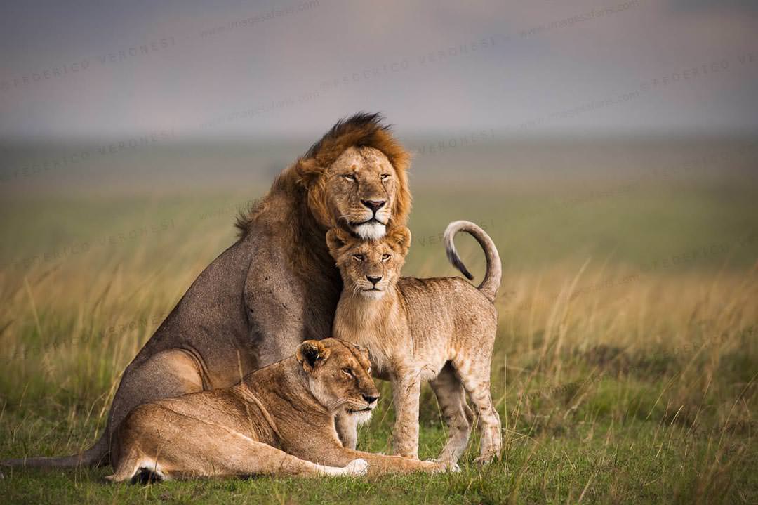 Where to spot lions in Kenya and Tanzania?
