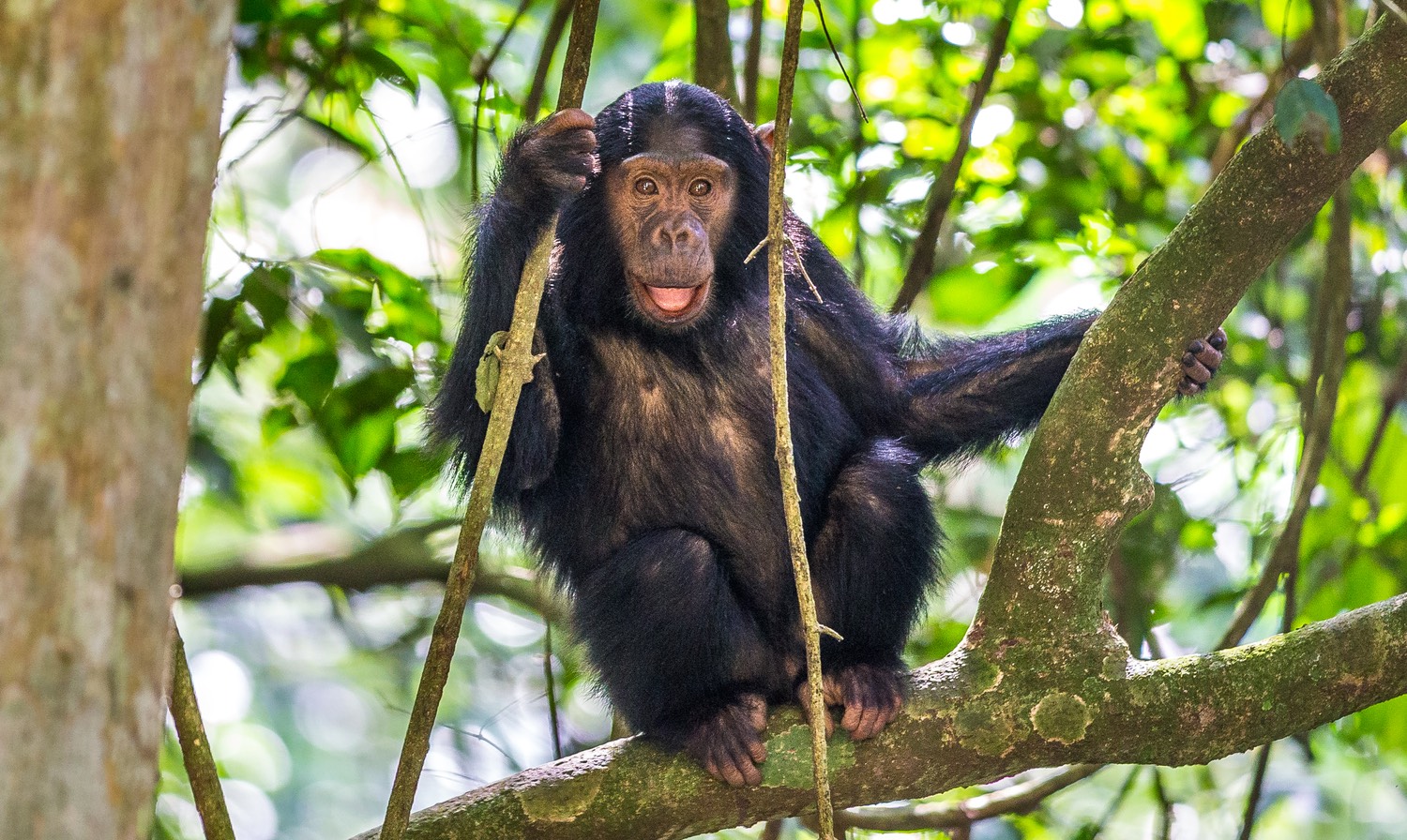 Are Chimpanzee and Mountain Gorillas dangerous?