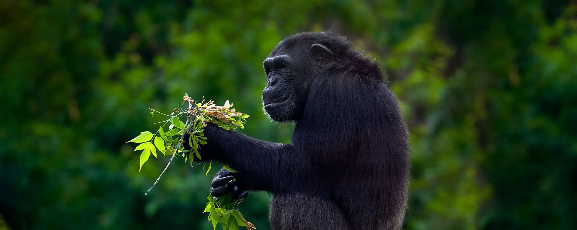 Best Time to Book Gorilla and Chimpanzee Experience in Uganda