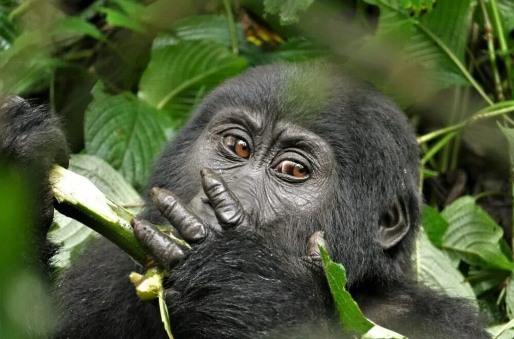 When Is The Best Time To Do Rwanda Gorilla And Chimpanzee Trekking Safari?