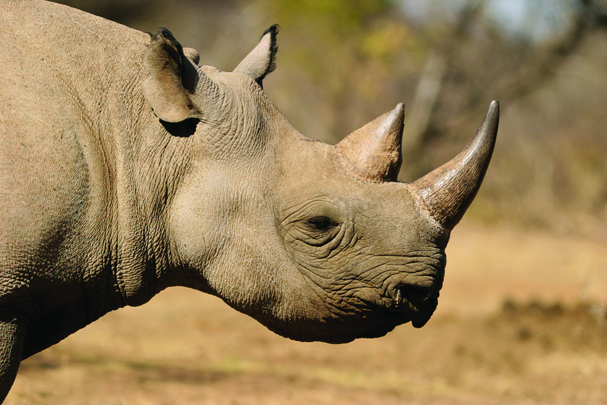 Largest Rhino Sanctuary in Kenya