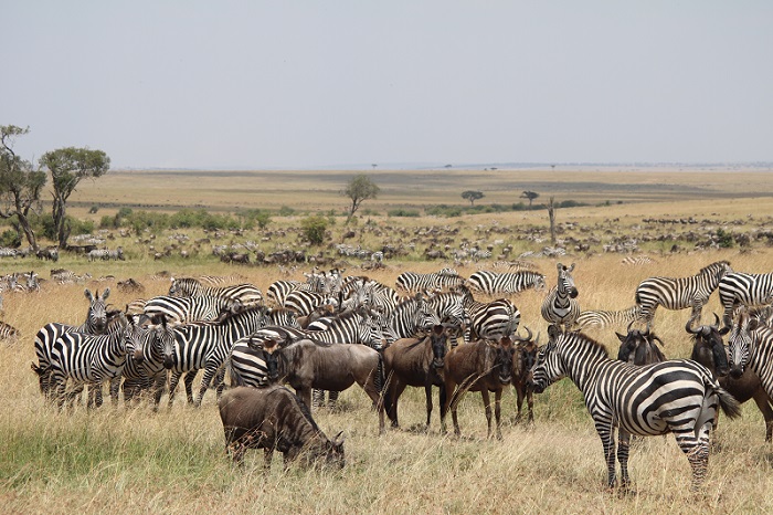 What is the Best Month to go to Masai Mara National Reserve?