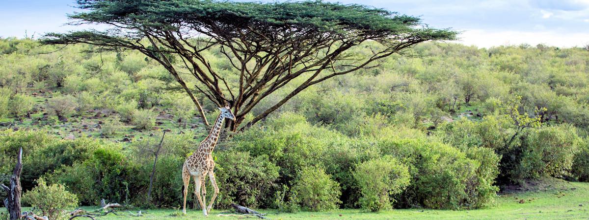Why a Kenya Wildlife safari Should be on your Bucket List?
